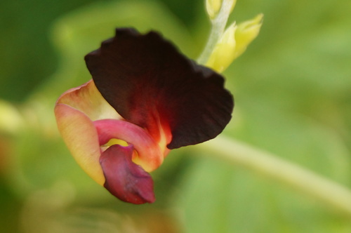 Purple Bush Bean Wildlife Of Goodearth Malhar Bangalore Inaturalist