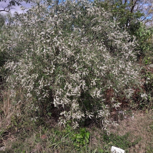 Aloysia Pulchra Inaturalist United Kingdom