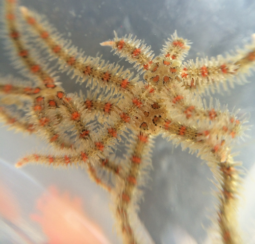 Western Spiny Brittle Star Ophiothrix Spiculata Inaturalist