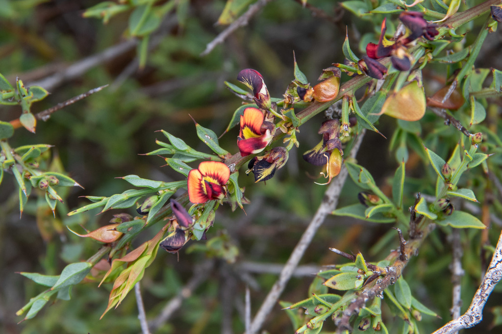 Daviesia Ulicifolia Ruscifolia From Clear Lake VIC 3409 Australia On