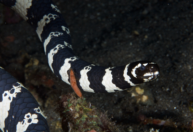 Turtle Headed Sea Snakes Emydocephalus Snakes And Lizards