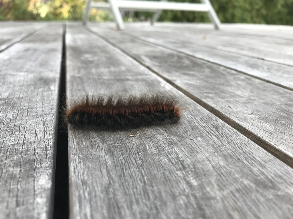 Fox Moth From Naturpark Fr Nkische Schweiz Veldensteiner Forst