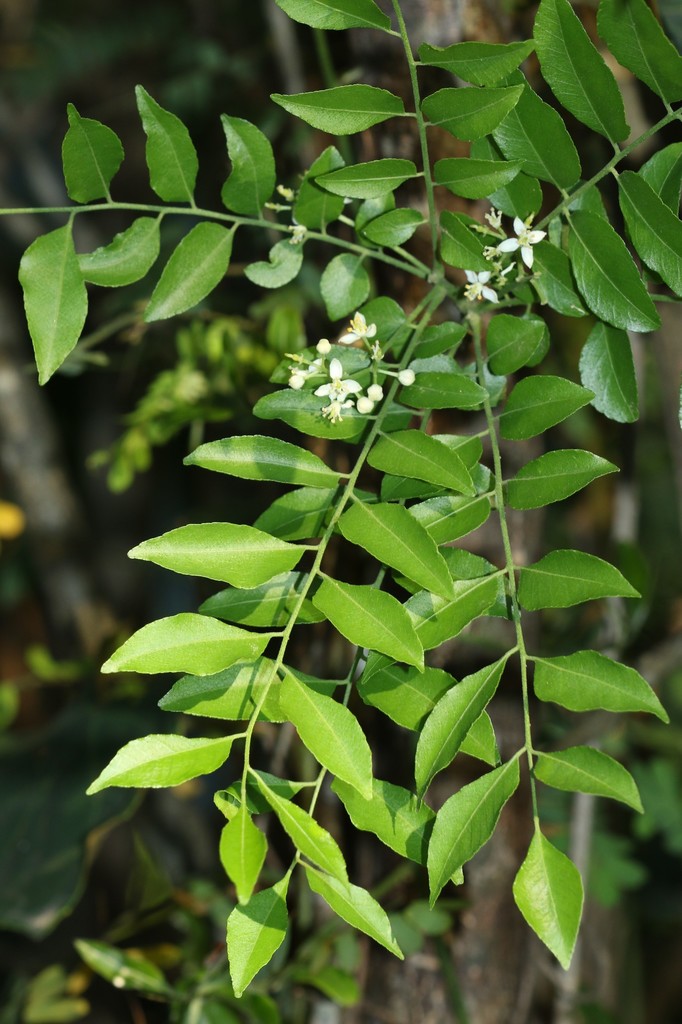 Samandua Knysna Locally Indigenous Trees Available In The Trade