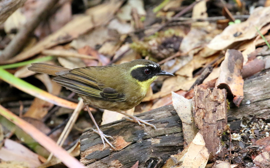 Yellow Throated Scrubwren From Wondecla QLD 4887 Australia On October