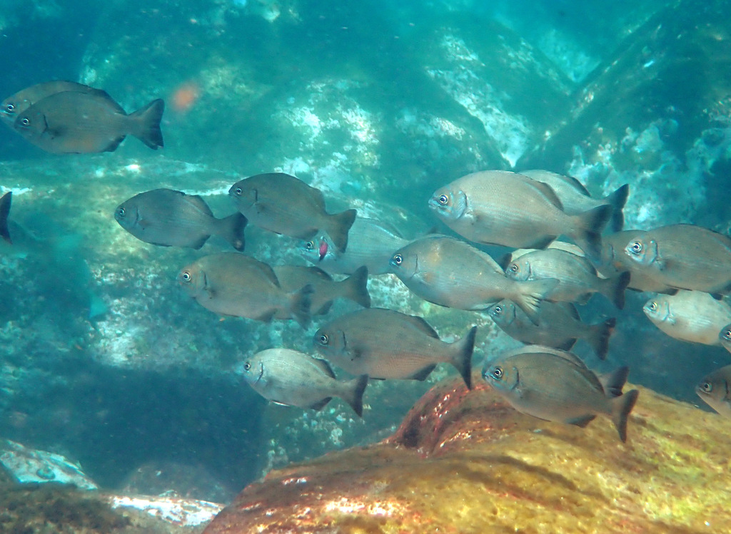 Silver Drummer Fishes Of Cabbage Tree Bay Aquatic Reserve Sydney