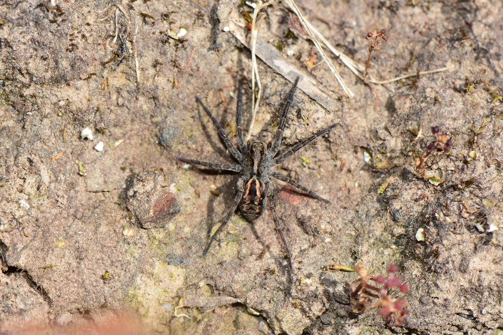 Union Jack Wolf Spiders From Healesville VIC 3777 Australia On October