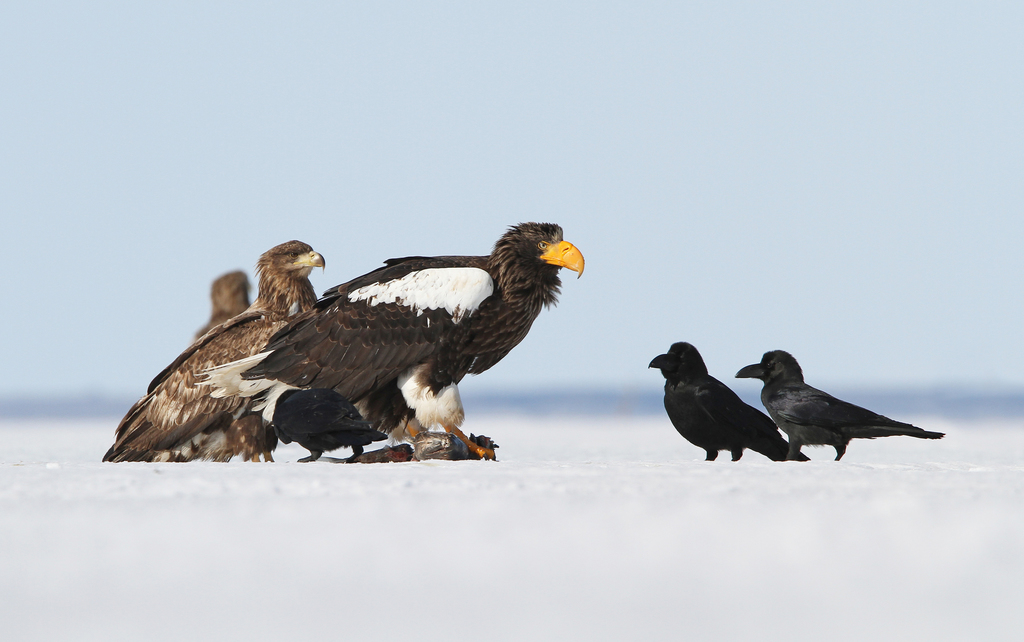 Steller S Sea Eagle In February 2017 By Christoph Moning INaturalist