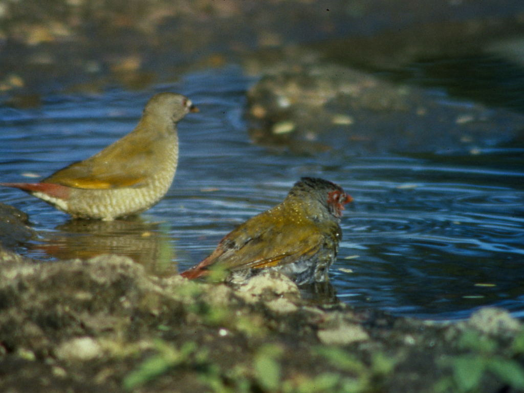 Orange Winged Pytilia From Chikwawa Malawi On November By