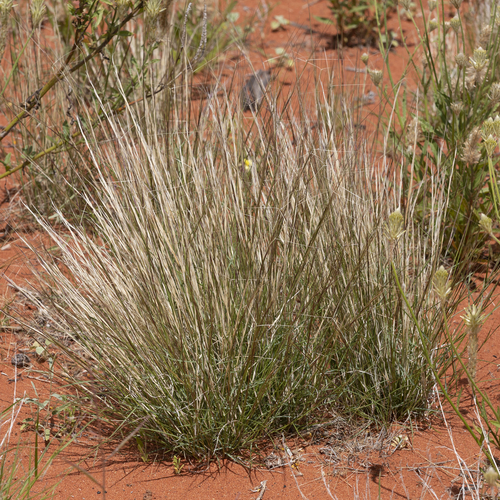 Erect Kerosene Grass Logan Native Grasses Inaturalist