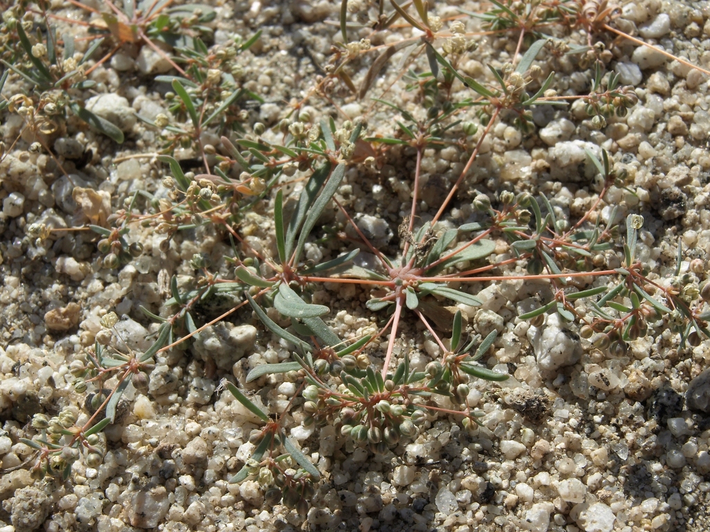 Hypertelis Umbellata From Inyo County Ca Usa On August At