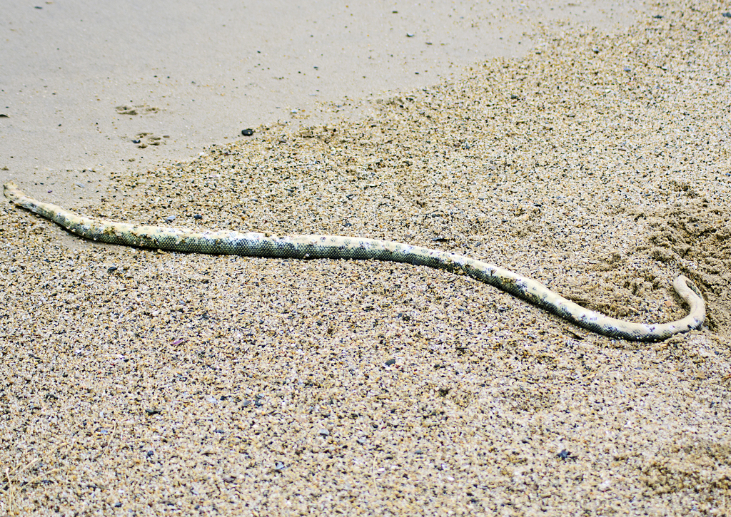 Olive Headed Sea Snake From Elliott Heads QLD 4670 Australia On