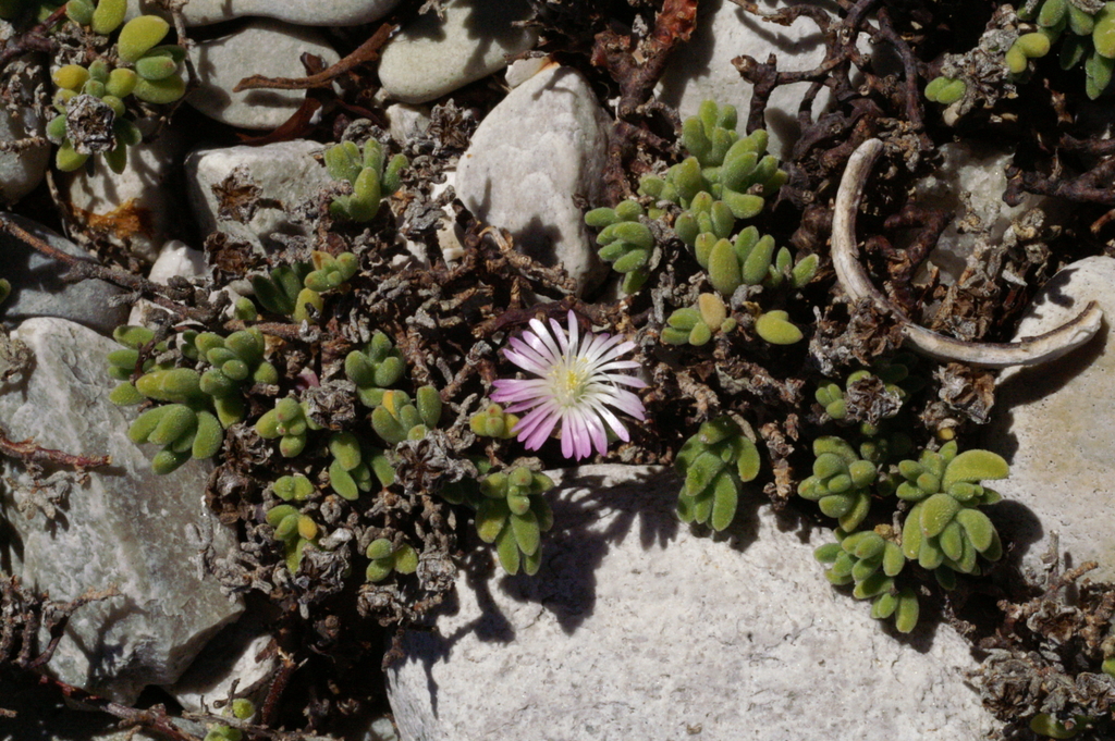 Rodondo Creeper From Kap Agulhas Sydafrika On March At