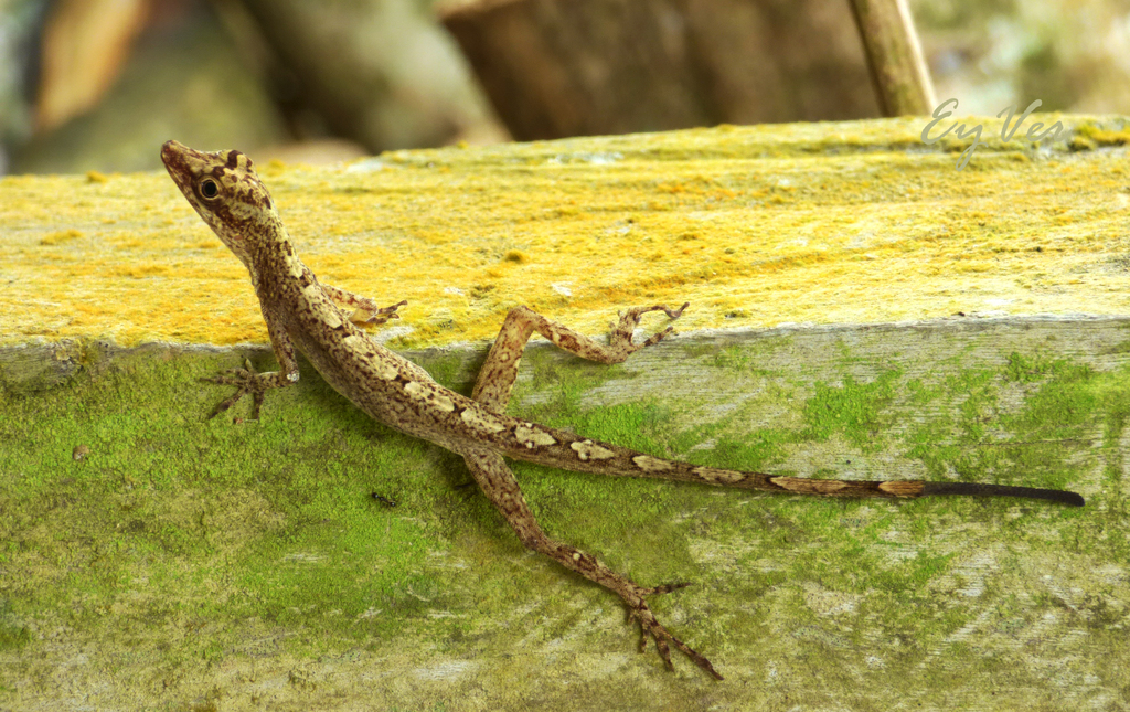 Brown Eared Anole From Orito Putumayo Colombia On November 1 2020 At