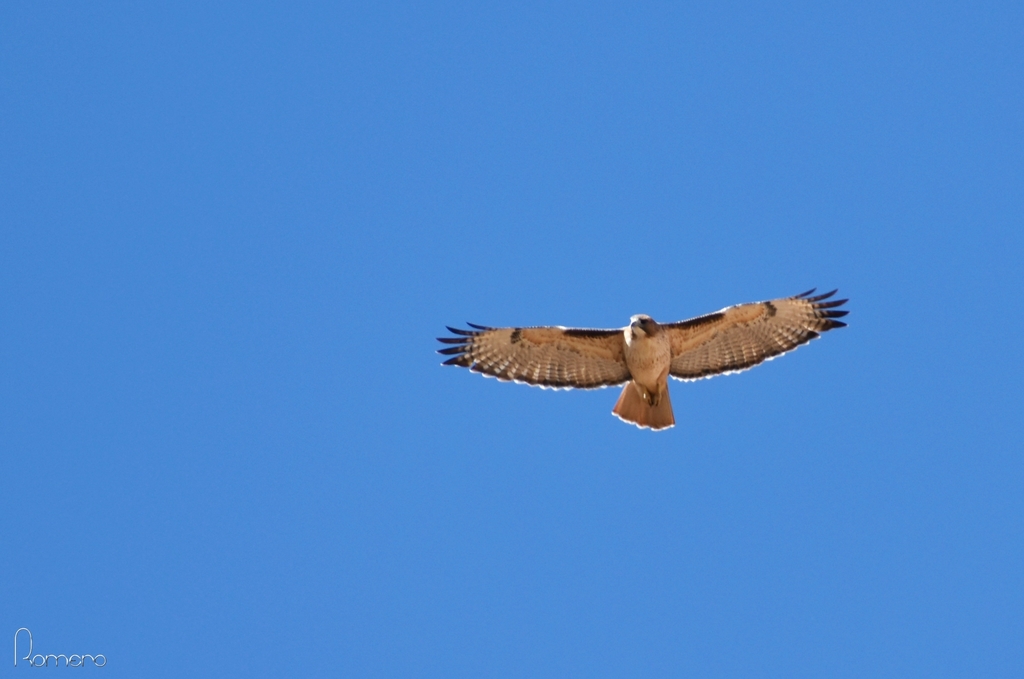 Red Tailed Hawk From Nuevo Casas Grandes Chih M Xico On November