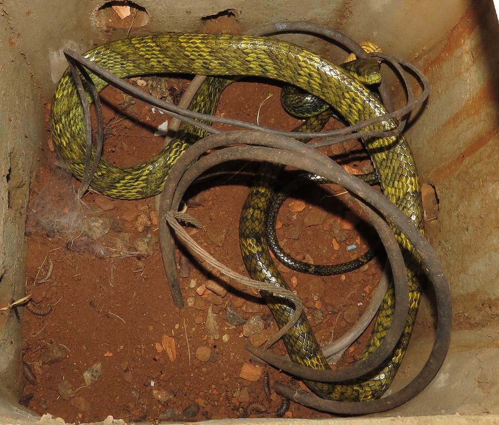 Amazon Puffing Snake From Cristalino Lodge Staff Area Alta Floresta