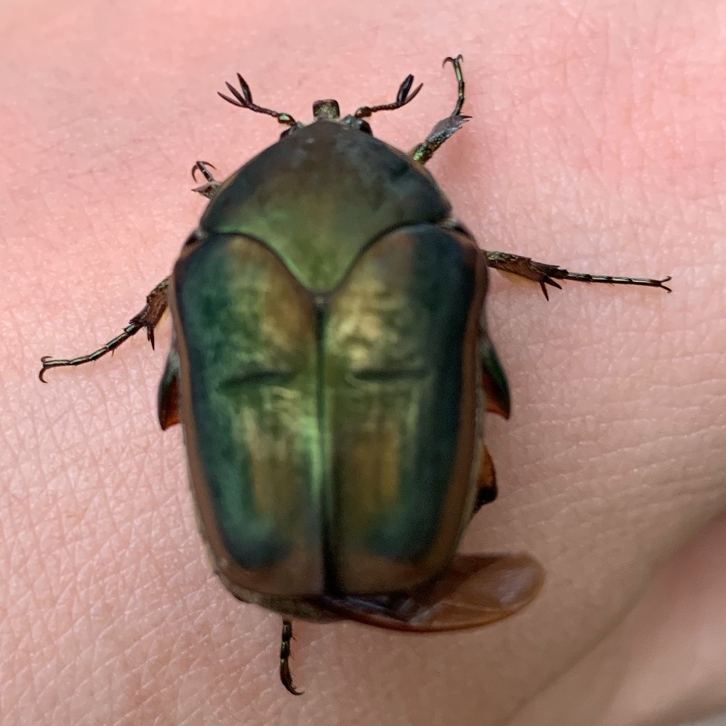 Common Green June Beetle From O Day Pkwy Corpus Christi TX US On