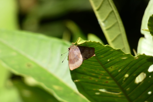 Euselasia Oaxacensis Naturalista Mexico