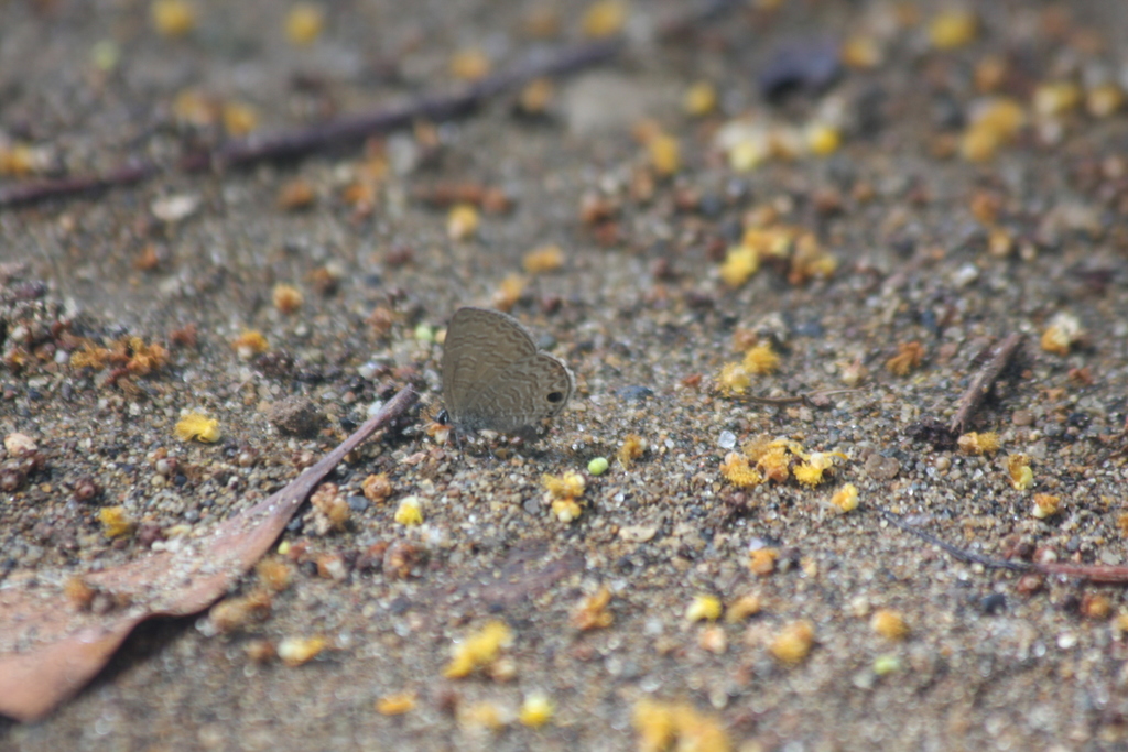 Tailless Lineblue From Jalan Pantai Pede Kecamatan Komodo Labuan Bajo