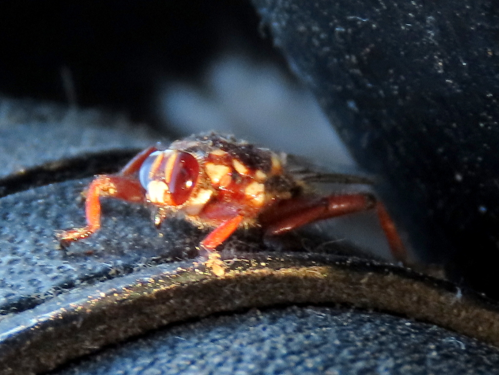 Cattle Louse Fly From Muggefontein On December At