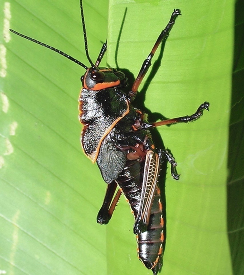 Reticulate Lubber Grasshopper From Heredia Province Sarapiqui Costa