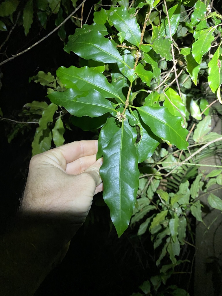 Actephila Mooreana From Mount Glorious QLD 4520 Australia On December