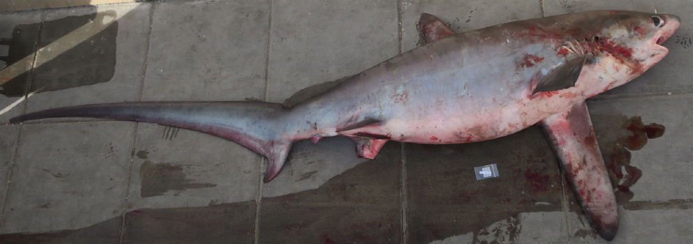 Pelagic Thresher Shark In December 2020 By Balazs Buzas Fish UAE139