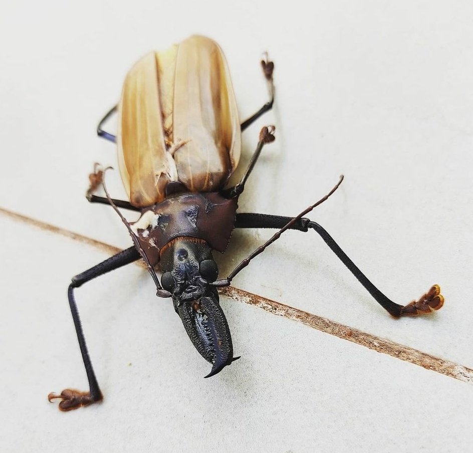 Macrodontia flavipennis from Paraná Brasil on September 26 2020 at 10