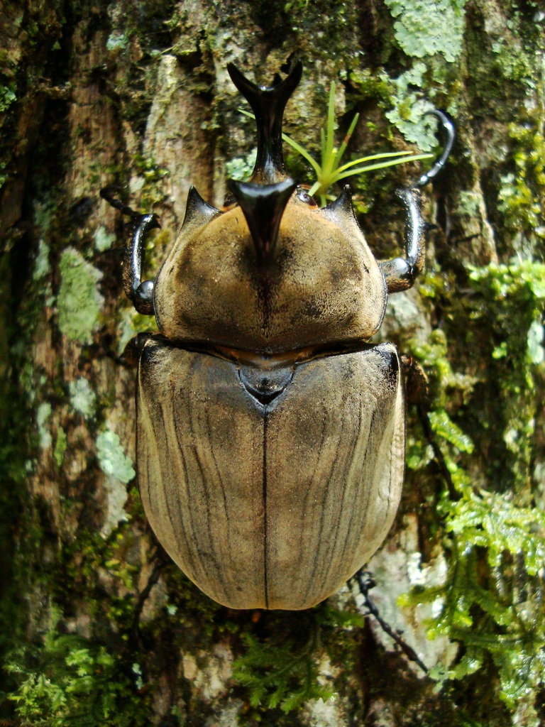 Anubis Beetle Florianopolis Insects No Lepidoptera INaturalist