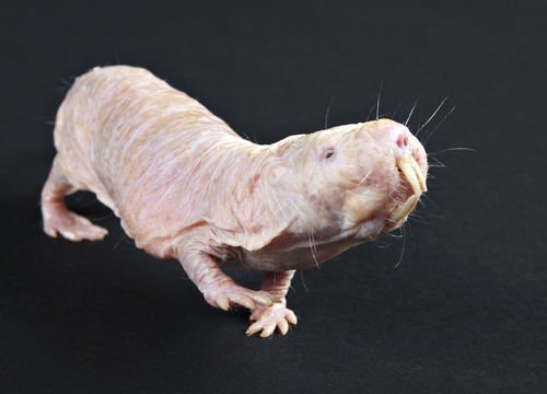 Naked Mole Rat Mammals Of Kenya INaturalist