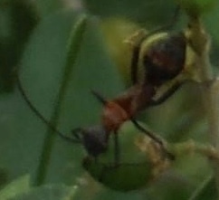 Broad Headed Bugs From Nueces Delta Preserve On November At