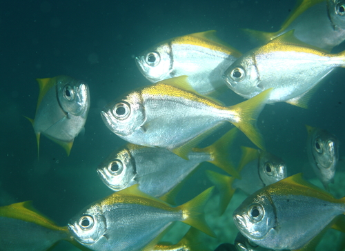 Eastern Pomfred Fishes Of Cabbage Tree Bay Aquatic Reserve Sydney