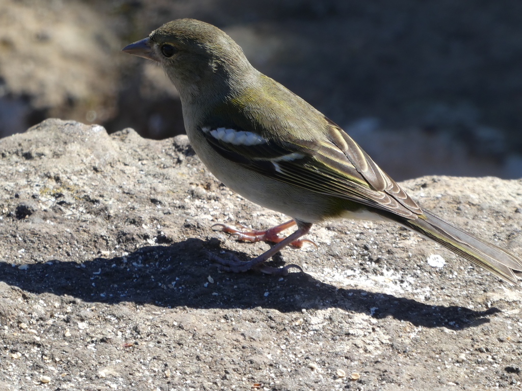 Madeiran Chaffinch From Madeira Portugal On March 11 2019 At 12 16 PM