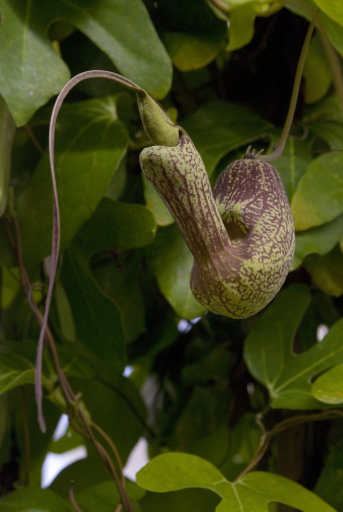 Bejuco Guaco Martinique Vines Inaturalist