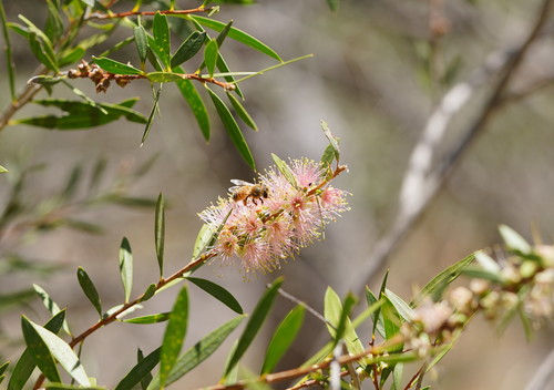 River Bottlebrush Melaleuca Paludicola Inaturalist Canada