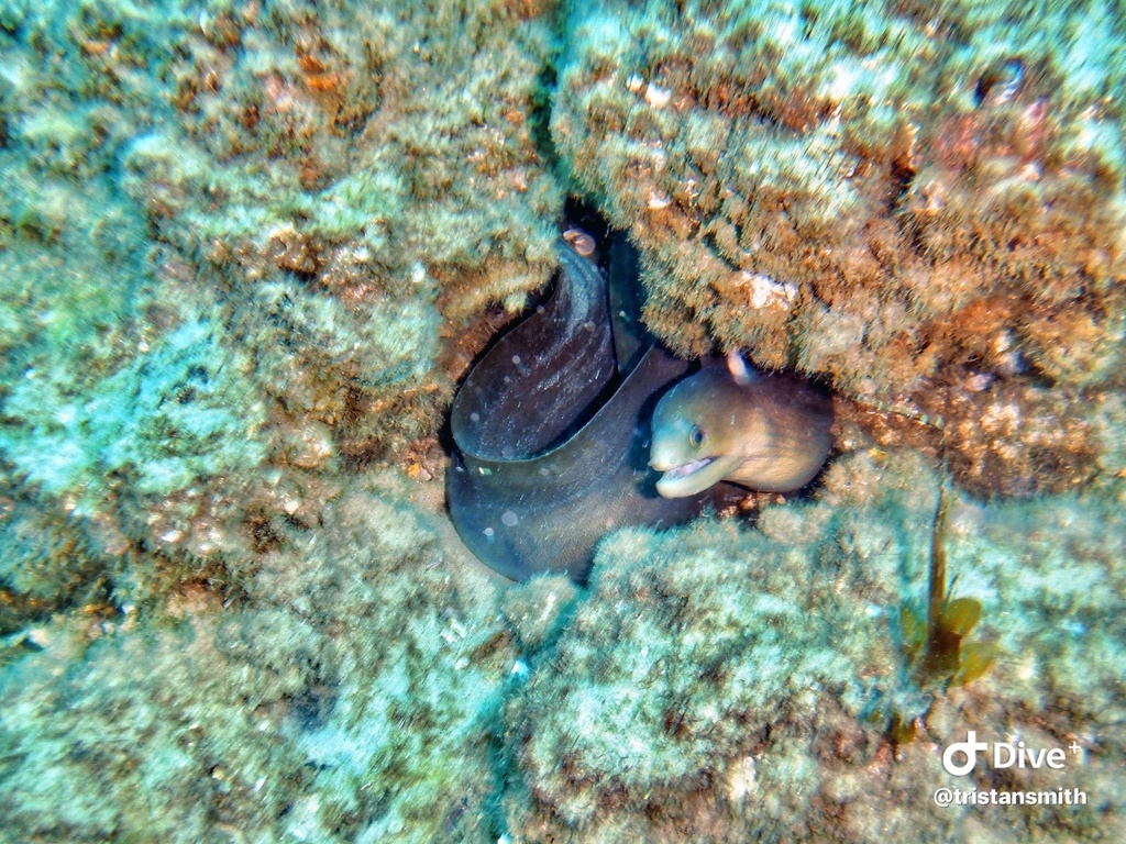 Common Morays From Tweed River Tweed Heads NSW AU On January 30