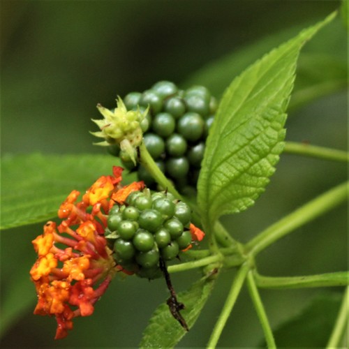 Common Lantana Knysna Section Of Erf Alien Invasive Species