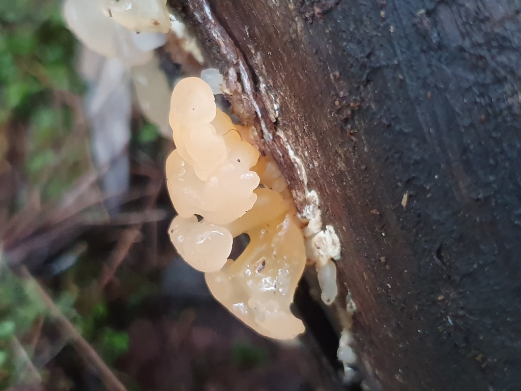 Dacrymycetales From Somersby Falls Walking Track Somersby Nsw