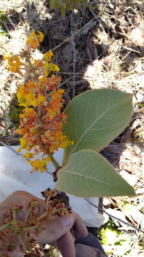 Byrsonima Pachyphylla Naturalista Mexico