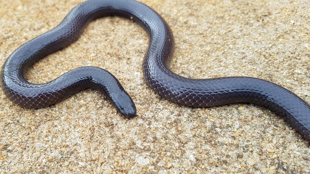 Common Purple Glossed Snake From Murehwa Zimbabwe On February 12 2021