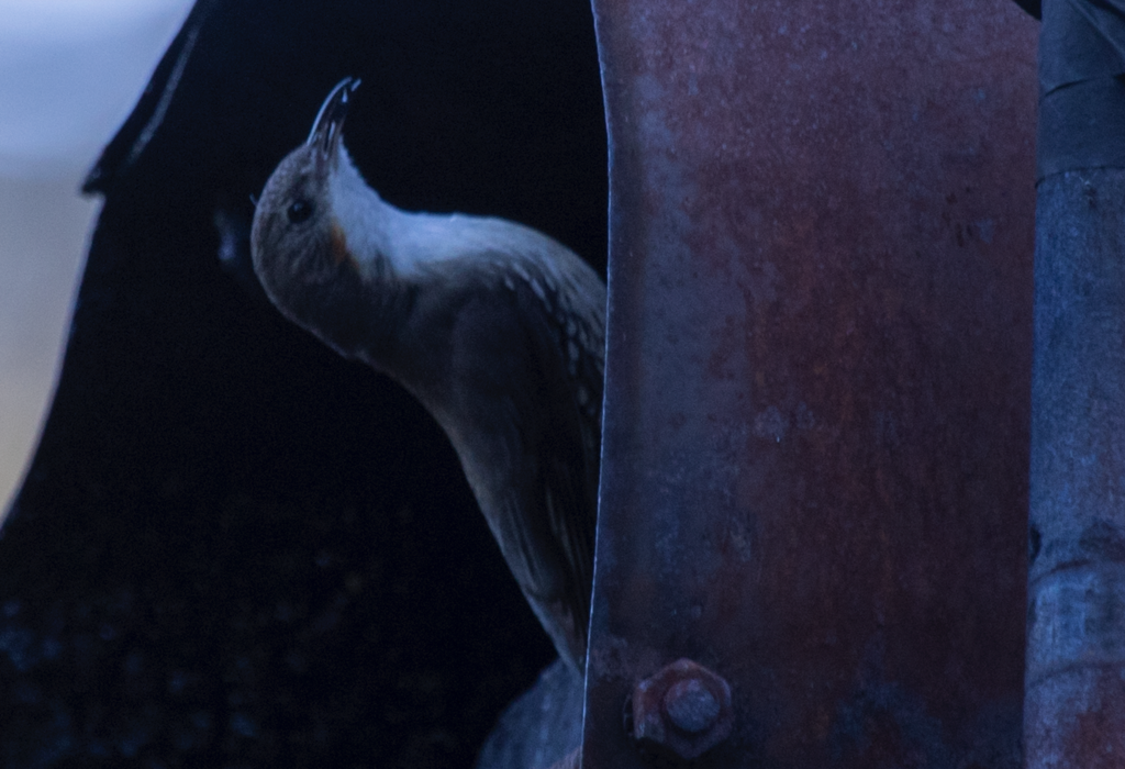 White Throated Treecreeper From Beenak VIC 3139 Australia On October