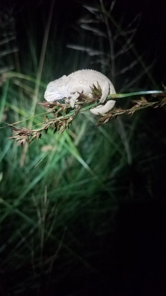 Southern African Dwarf Chameleons In February By Kyle Finn