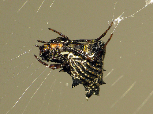 Spiny Crowned Orbweaver MatBio ARACHNIDS Matanzas Biodiversity