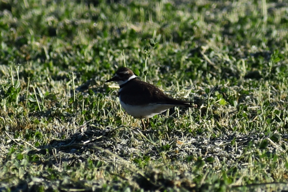 Killdeer from Rancho El Destierro Encarnación de Díaz Jal México on