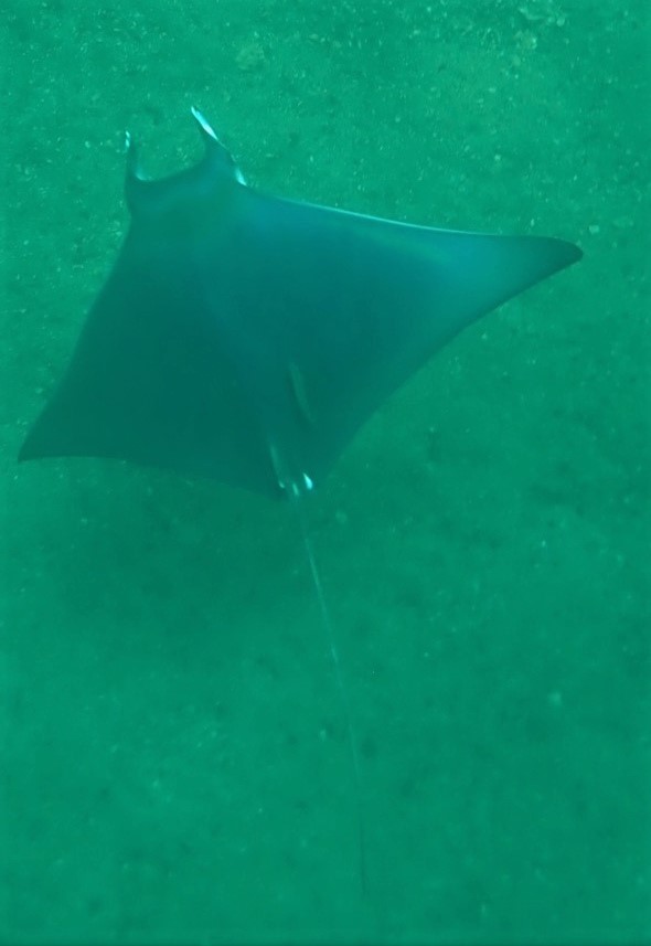 Shorthorned Pygmy Devil Ray Fishes Of Cabbage Tree Bay Aquatic Reserve