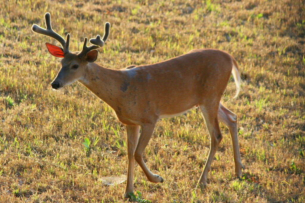 Adult size of white-tailed deer