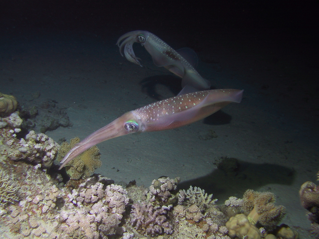 Bigfin Reef Squid From Wadi El Gemal Hamata On April At