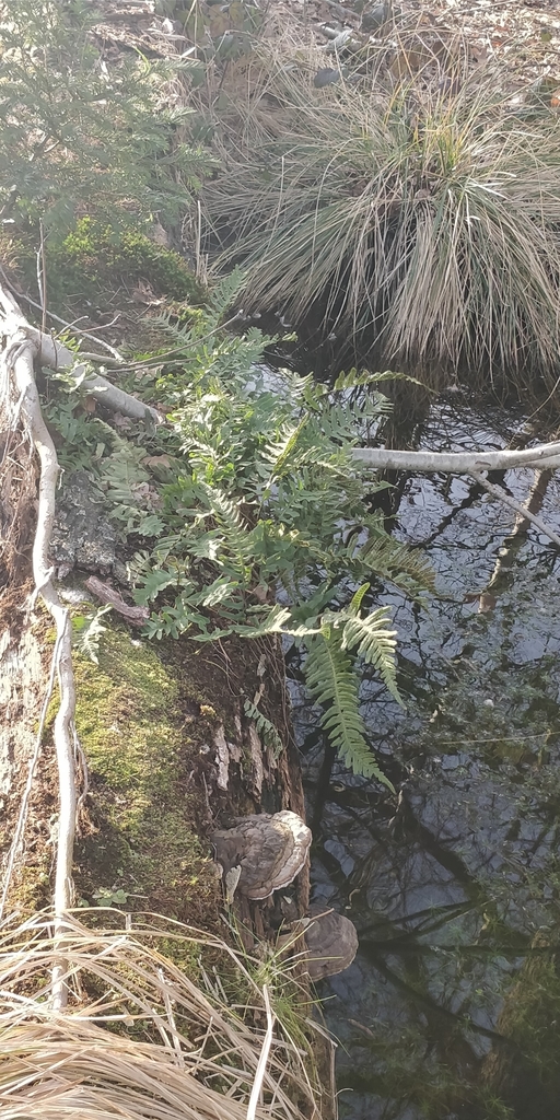 Polypody Ferns From 6871 Renkum Nederland On February 23 2021 At 04