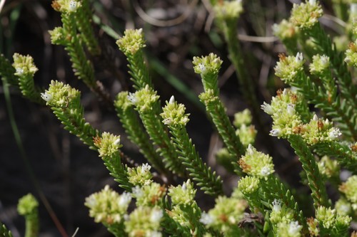 Heath Stonecrop Crassula Ericoides Inaturalist