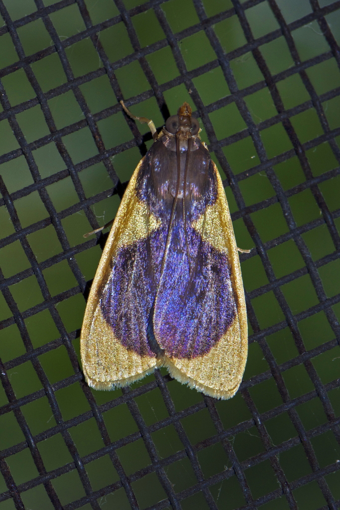 Pyralid And Crambid Snout Moths From Makunda Christian Hospital