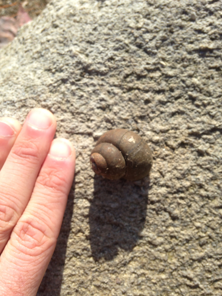 Banded Mystery Snail From Sabattus Me Us On October